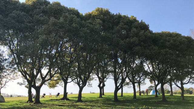 【葛飾区】秋色に染まる大自然！水元公園で紅葉の絶景を楽しもう